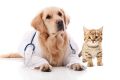 Стерилизация кошек и собак