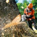 Удаление аварийных деревьев частями и с оттяжкой