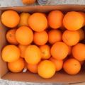 Апельсины оптом