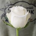 Роза белая, 35 см (премиум, Кения)