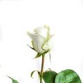 Роза Proud 60 см (Эквадор)