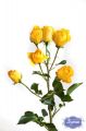 Роза кустовая 40-50 см желтая (Эквадор)