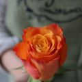 Роза оранжевая, 35 см (премиум, Кения)