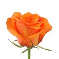 Роза Оранжевая