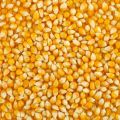 Куплю кукурузу фуражную оптом от 100 до 1500 тонн