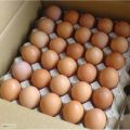 Яйцо куриное С-0, С-1, С-2, С-3, загрязненка мелкая, крупная, нештамповка по цене ниже фабричной.