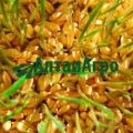 Зерна пшеницы для проращивания