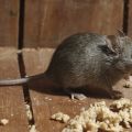 Как прогнать мышей из дома и с дачного участка: эффективные способы