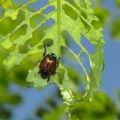 Инсектициды, гербициды и фунгициды: как работают средства защиты растений