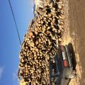 Доставка колотых дров береза ольха
