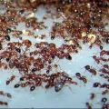 Истребление муравьев