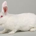 Акция на приобретение самок кроликов