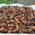 Продажа моркови (абако, кордоба) Крым опт по России