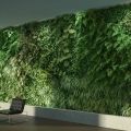 Озеленение интерьеров/ зеленая стена