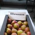 Яблоки оптом от производителя Краснодарского края