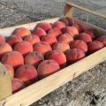 Ящики деревянные шпоновые для упаковки персика