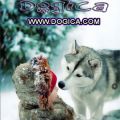 DOGICA® ˁ˚ᴥ˚ˀ 3D World of Dog & Puppy ❤