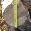 Круглый лес сосна 12-16 см