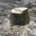 Спиливание дерева с корня