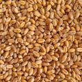 Пшеница продовольственная цена
