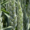 Семена пшеницы озимой купить Алексеич Ахмат Безостая 100 Герда Граф Гром