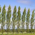 Компания «Симпреал» займется озеленением степей в Оренбургской области