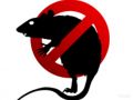 Уничтожение крыс, истребление крыс в Туле и области.