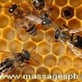 Апитерапия лечение пчелами, пчелоужаление на дому Петербург