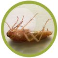Уничтожение тараканов на кухне с гарантией