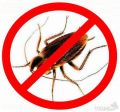 Уничтожение тараканов, клопов, муравьев с первого раза